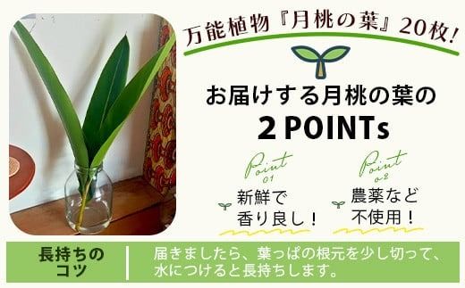 自然栽培の「月桃の葉20枚」セット（特別栽培、栽培期間中農薬不使用）【 沖縄県 石垣島産 月桃 葉 鑑賞 化学肥料不使用 】OI-15