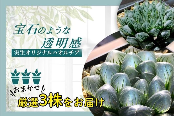 特選美種：多肉植物 ハオルチア 実生オリジナル苗 おまかせ3種【埼玉県 春日部市 観葉 飾り用  室内向け コレクター 趣味園芸 希少カテゴリー 選定株 贈答品 家庭鑑賞】（DM003）
