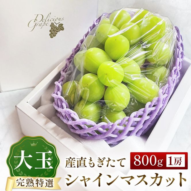 �y�{�茧���юs�z�y�ߘa8�N�����E��s�\��z��� ���I �V���C���}�X�J�b�g 800g�i�Ԃǂ� �u�h�E �V���C���}�X�J�b�g �V���C�� �}�X�J�b�g �t���[�c �ʕ� �������� �{ ��s��t 2026 �Y�n���� ����j