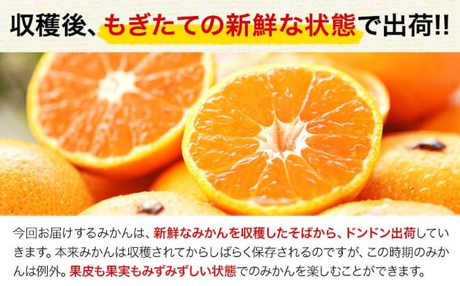  訳あり みかん 小玉みかん くまもと小玉みかん 2kg 5kg 10kg 秋 旬 不揃い 傷 ご家庭用 SDGs 小玉 たっぷり 熊本県 産 S-3Sサイズ フルーツ 旬 柑橘 熊本県産 温州みかん《9月下旬-12月下旬頃出荷》 ---gkt_lcl_772_2kg---