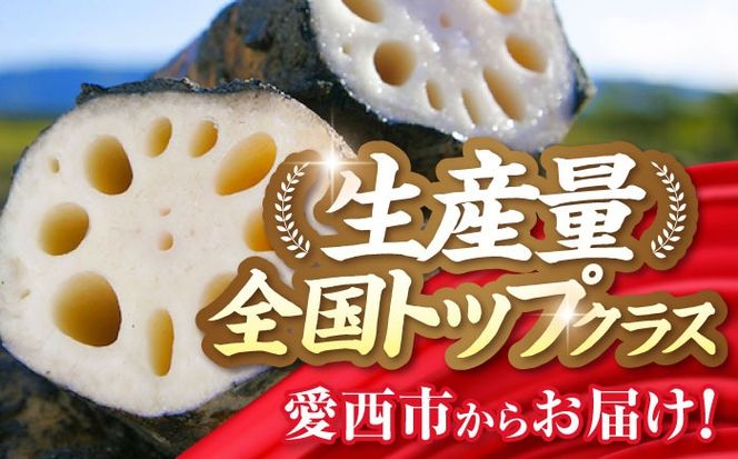 産地直送！土付き蓮根（5kg）【清水食品株式会社】れんこん レンコン 愛知県産 野菜 産地直送 愛西市 /  清水食品株式会社[AEAJ002]