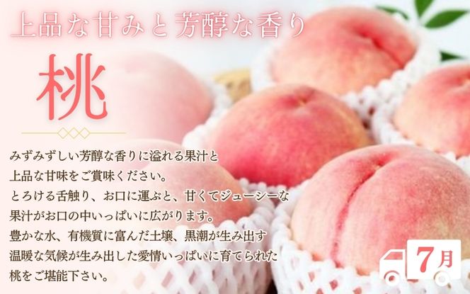 定期便 フルーツ 【全3回】紀州和歌山産 旬のフルーツ定期便（いちご・桃・巨峰） 【tkb400】