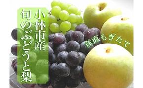 【産直もぎたて】シャインマスカット等と梨の詰め合わせセット　2kg（国産 フルーツ 果物 くだもの ブドウ ナシ 旬 限定）