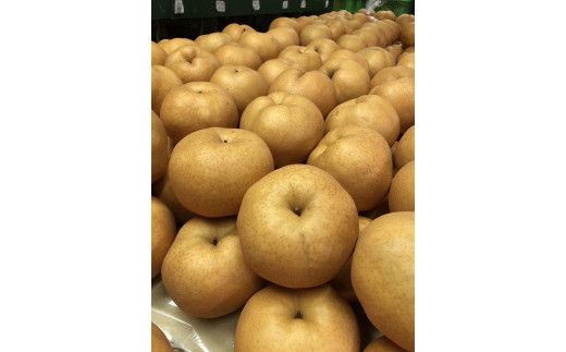 【先行予約／数量限定20】愛宕梨 秀品 5kg（5～12玉入り）（2025年11月下旬～発送）　SF00024