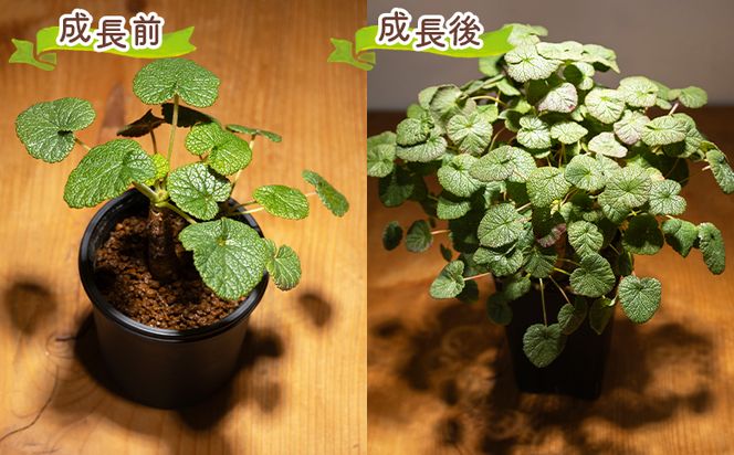 塊根植物 コチレドニス ペラルゴニウム - 物 常緑種 インテリア ナチュラル 自然 グリーン 観葉植物 おしゃれ 癒し かわいい 多肉植物 塊根植物 サキュレントフィールド Succulent field 高知県 香南市 常温 cc-0012