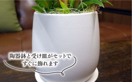 鮮やかなイエローグリーンが美しい『 フィロデンドロン ・ インペリアル ゴールド 』 糸島市  / cocoha 観葉植物 [AWB031] 観葉植物 グリーン 緑 インテリア 雑貨 暮らし 植物 室内 おしゃれ ギフト