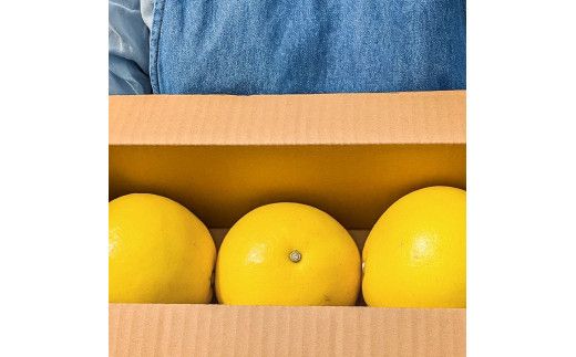 マルツジ果樹園の土佐文旦 家庭用(中玉) 約1.5kg 1.5キロ 2Lサイズ 3個入り ぶんたん ブンタン フルーツ 柑橘 みかん 果物 くだもの 柑橘類 デザート ご自宅用 ご家庭用 お取り寄せ 国産