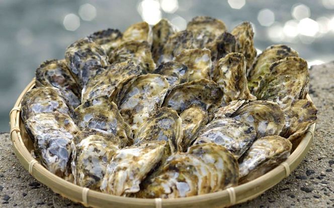 福岡県糸島産 殻付き牡蠣 加熱用 3kg(40粒前後) 糸島市 / 日進丸 牡蛎 カキ[AWA006]