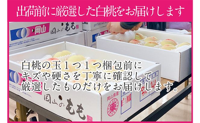 桃 2026年 先行予約 岡山の白桃 300g以上×6玉 白桃 旬 みずみずしい 晴れの国 おかやま 岡山県産 フルーツ王国 果物王国 夏の果物 果汁 とろける 上品な香り 