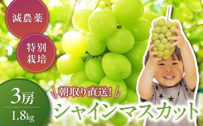 【2026年/令和8年発送分】減農薬シャインマスカット1.8㎏／3房　山梨県産　産地直送　フルーツ　果物　くだもの　ぶどう　ブドウ　葡萄　シャイン　シャインマスカット　新鮮　人気　おすすめ　国産　贈答　ギフト　お取り寄せ　CF-4