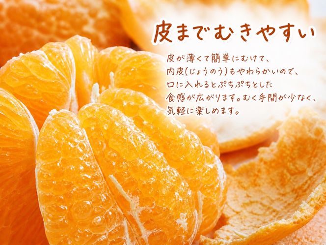 果肉ぷりぷり!完熟はるみ　５ｋｇ［2027年2月上旬頃～2027年2月下旬頃に順次発送］［UT22］ 303446_XF032