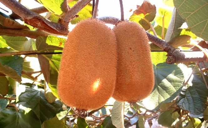 香緑 (こうりょく) キウイ3kg キウイフルーツ フルーツ 果物 くだもの 果実 旬の果物 旬のフルーツ 香川 香川県 東かがわ市