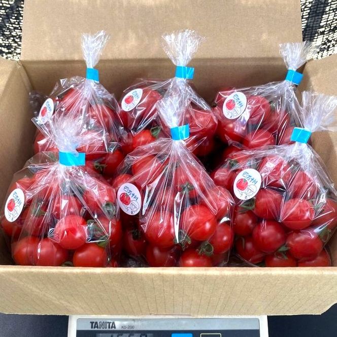 四万十市産 じっくり育った濃厚 ビリトマト 1.5kg 南国 新鮮 野菜 やさい 国産 トマト とまと ミニトマト コク 甘い 冷蔵 産地直送 お取り寄せ 旬 農家直送 高知県 高知 四万十市 四万十 しまんと 【12月中旬～5月下旬に発送】25-86