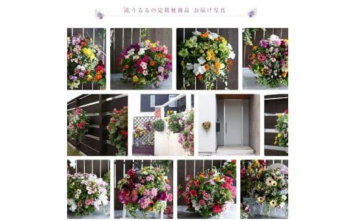 A059【ふるさと納税】花 定期便 花うるる ハンギング 寄せ植え プレミアムコース【全6回】 (サブスク ハンギングバスケット 屋外 春 夏 秋 冬 母の日 定期購入 ギフト フラワー 玄関 プレゼント 通販 鉢植え おしゃれ 玄関 ガーデニング フラワーギフト 完成品 花苗 寄植え 園芸 お花