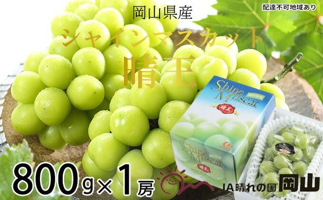 ぶどう 2026年 先行予約 シャイン マスカット 晴王 約800g×1房 7月上旬～8月中旬発送 ブドウ 葡萄 岡山県産 国産 フルーツ 果物 ギフト