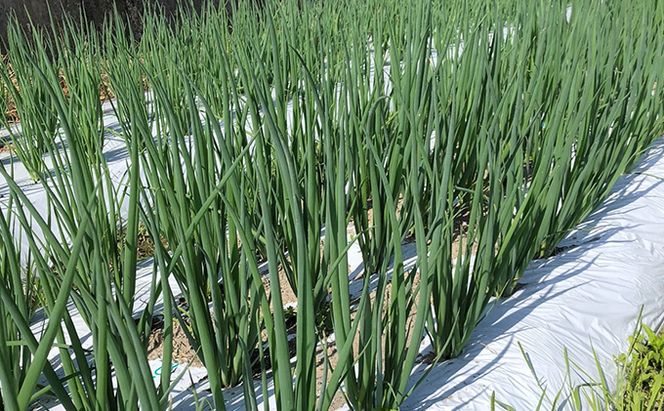 【6か月定期便】生産農家直送 京野菜・九条ねぎ2kg〈定期便 ねぎ ネギ 葱 九条ねぎ 京野菜 京都 新鮮 甘い 農家直送 野菜〉 6ヶ月 6回 半年 