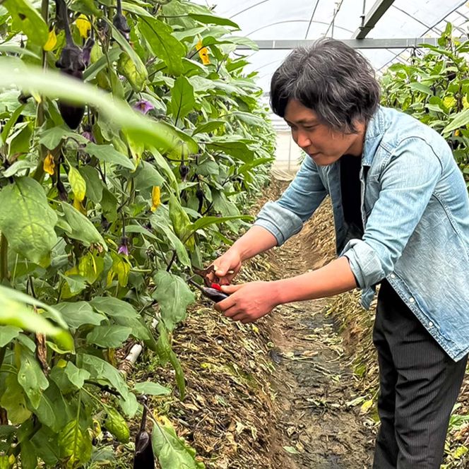 訳あり高知県産の朝どれナス 1kg 茄子 なす 新鮮 朝採れ 野菜 夏野菜 柔らかい 甘い おいしい 生鮮食品 食品 食べ物 浅漬け 煮浸し 国産 お取り寄せ