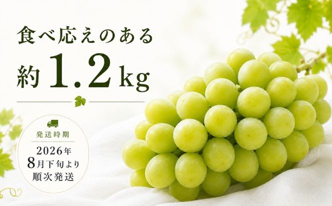 【2026年 先行予約】山梨県産　シャインマスカット 約1.2kg (２房～3房)　FB003|山梨 フルーツ シャイン シャインマスカット ぶどう 葡萄