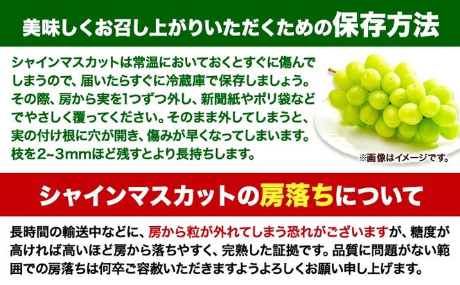 【10月発送】シャインマスカット 約1.3kg(2-3房)《2026年10月上旬-10月末頃出荷》岡山県 笠岡市 シャインマスカット 厳選 ぶどう ブドウ 葡萄 マスカット 果物 フルーツ ギフト---kasaoka_zsy_418_1300-10m---
