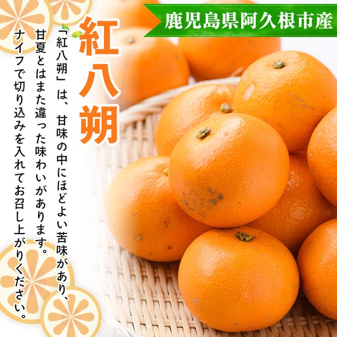 ＜先行予約受付中！2027年2月上旬以降順次発送予定＞訳あり！まなべみかん園の紅八朔(約20kg) 国産 鹿児島県産 阿久根市産 柑橘類 果物 デザート フルーツ 数量限定 期間限定 ご自宅用 ご家庭用 【有限会社まなべみかん園】akn034-19