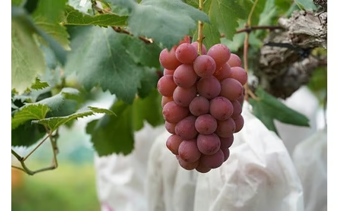 【2026年先行予約】 厳選ぶどう 岡山県産 クイーンニーナ 1.0kg以上（2房） 産地直送 朝採れ新鮮！ / ぶどう 葡萄 クイーンニーナ 先行予約 フルーツ 果物 岡山 真庭市 甘い 希少 珍しい 新鮮 樹上完熟 【kgftmt005-02】