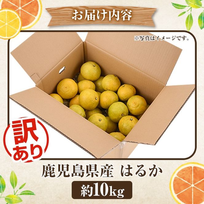 ＜先行予約受付中！2026年2月以降順次発送予定＞訳ありはるか(約10kg) 国産 鹿児島県産 果物 フルーツ 柑橘 みかん はるか【松永青果】akn053-45
