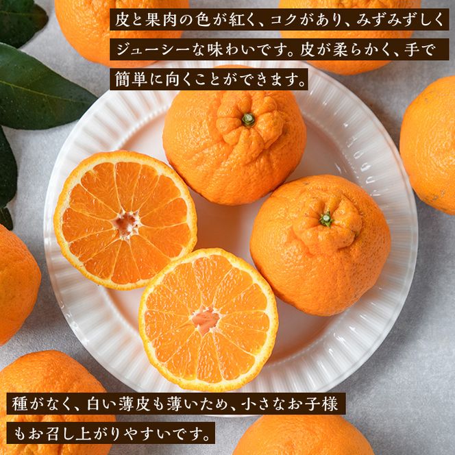 ＜先行予約受付中！2027年3月下旬以降順次発送予定＞ 数量限定！訳あり・ご家庭用！おおの果樹園の「大将季」(計5kg) 訳あり 訳アリ 果物 フルーツ 果実 柑橘 露地栽培 無加温 みかん 期間限定 家庭用 自宅用 【おおの果樹園】akn087-02