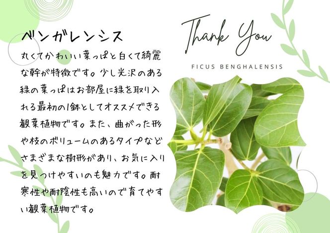沖縄の観葉植物 人気のフィカス ベンガレンシス8号 ラスターポット