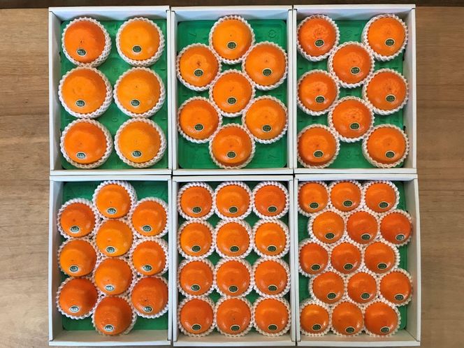 ちょっと 傷あり 柑橘の大トロ ハウス せとか 大玉 6 ～ 8玉入 化粧箱 南泰園 BS130