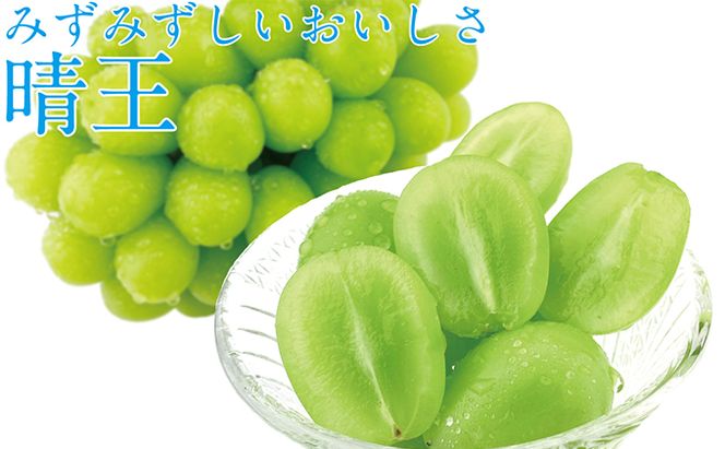 ぶどう 2026年 先行予約 【2回定期便】 シャイン マスカット 晴王 1房 約600g ブドウ 葡萄  岡山県産 国産 フルーツ 果物 ギフト デザート 食後 酸味が少ない 9月・10月にお届け ハレノフルーツ