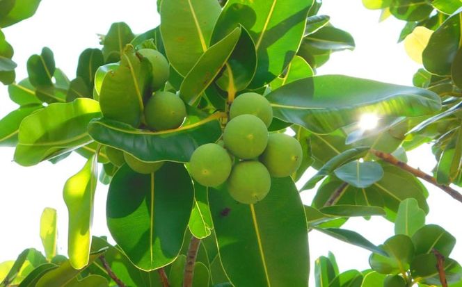 Natural Essence TAMANU タマヌオイルインクレイパック (沖縄県産クチャ) 40g フェイスパック クリームパック 泥パック 保湿 美容 沖縄市 / 株式会社すまエコ[BCBJ008]