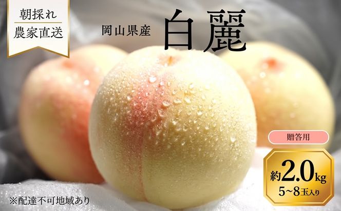 桃 2027年 先行予約 岡山県産 白麗 贈答用 2.0kg(5～8玉) 朝採れ 農家直送