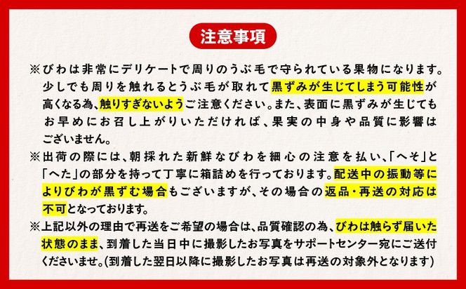 ＜容量選べる＞旬の朝採り！ 鹿児島 桜島産びわ 1～3箱（秀品）　K343-001_SKU