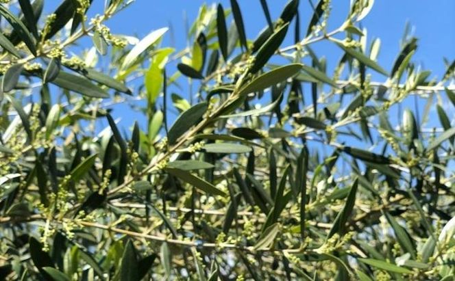 【ふるさと納税】宮津の風景プレミアム ソープ （ 洗顔用 石けん ）植物性 保湿 美容 無添加 天然 洗顔 石鹸 固形 せっけん 肌 手作り 手づくり