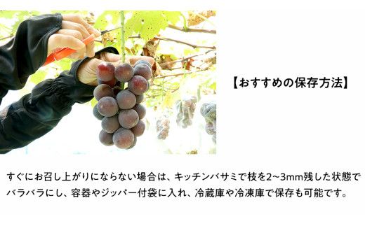 巨峰 (種あり) 約2kg (5～8房) (石岡市 共通返礼品) ぶどう ブドウ 果物 フルーツ 旬 ぶどうの王様 人気 産直 採れたて 新鮮 秋 国産 【 2026年9月中旬から発送開始 】