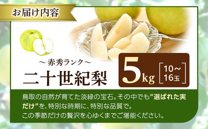 1262.【2026年度発送先行予約】数量限定　二十世紀梨　5kg 313726_CS005