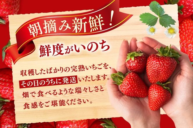 いちご あまおう 先行予約 約250g × 2P 3月上旬 5月中旬 【2027年発送】 [一千也フーズ 福岡県 宇美町 um40azp140006] 苺 イチゴ フルーツ ストロベリー 甘い あまい 季節限定 期間限定 2027