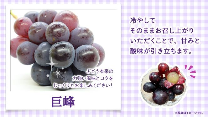 ＼ 選べる内容量 ／巨峰 約1.3kg(約2房) / 約2kg(約4房) / 約5kg(約8～12房)【2026年7月より発送開始】（茨城県共通返礼品 [ぶどう]：結城市産） ぶどう 果物 フルーツ デザート 茨城県 ギフト 高級 旬