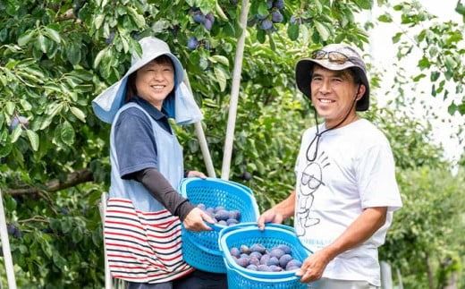 プルーン 約2kg ［おぶせファーマーズ］果物 フルーツ 生プルーン 産地 直送 クール便 冷蔵便 長野県産 信州産 令和7年産 【2025年7月下旬〜9月中旬発送】 ［F-21］
