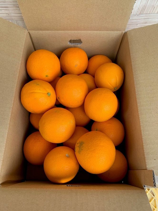 完熟ネーブルオレンジ 赤秀品 5kg（М・L・2L/サイズ指定不可） CC26