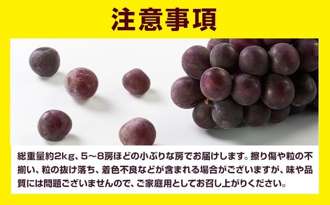 訳あり 巨峰 約2kg (5～8房) 阿部ぶどう園 《8月中旬-9月末頃出荷予定》茨城県産 結城市 果物 ぶどう フルーツ 産地直送【配送不可地域あり】(離島)---yuki_abb_5_1500g---