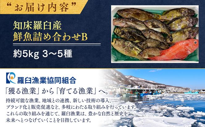 知床羅臼産 鮮魚詰め合わせB　約5kg 魚 さかな 旬の魚 鮮魚 羅臼町 北海道 生産者 支援 応援 016942_AE046