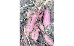 【先行予約】ホクホク美味しい！京丹後産 紅はるか 約1.5kg（土付き）（2026年10月上旬～発送）　MY00016