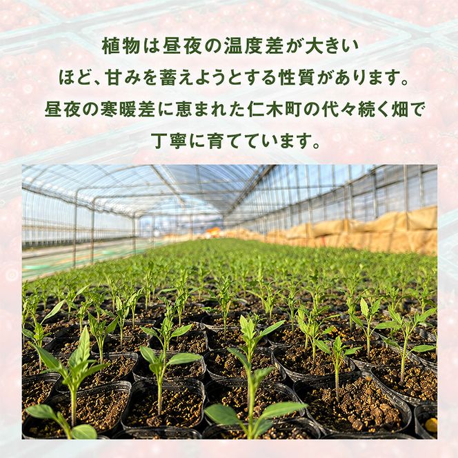[2026年発送] 北海道 仁木町産 ミニトマト キャロルスター 800g  （32粒～50粒）トマト 野菜  国産 プチトマト 甘み 使いやすい サラダ お弁当 家庭用 子供に人気  リコピン [REDA FARM]