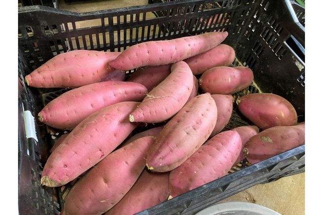 【先行予約／数量限定】訳あり 京丹後産 土付き 紅はるか（さつまいも） 5kg（2026年11月上旬～発送） ご家庭用（優品・無洗・無洗別・特大込み）　HF00015