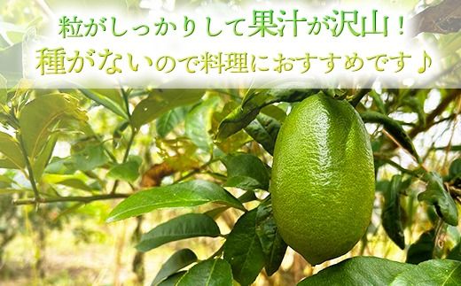 【種なし】あかみね熱帯フルーツの美らレモン 約1kg