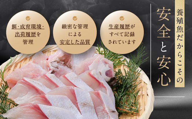 近大クエタマ鍋セット1kg（2026年11月下旬～12月中旬発送） 304018_A022