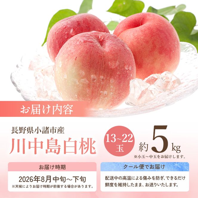【オンライン決済限定】【2026年8月中旬～発送予定】桃 先行予約 浅間水蜜桃 川中島白桃 約5kg 秀品 13～22玉 贈答品 フルーツ 果物 白桃 甘い 冷蔵