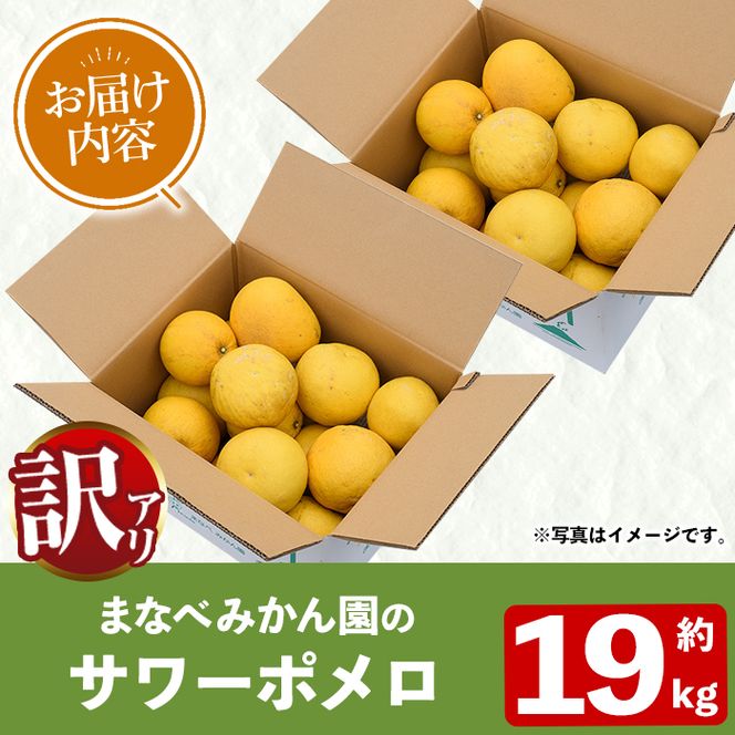 ＜先行予約受付中！2027年2月下旬以降順次発送予定＞訳あり！まなべみかん園のサワーポメロ(約19kg) 国産 鹿児島県産 阿久根市産 柑橘類 果物 フルーツ 数量限定 デザート 訳アリ 【有限会社まなべみかん園】akn034-23