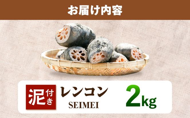 ＼毎年8月中旬より順次発送／ レンコン SEIMEI 2kg  れんこん 蓮根 根菜 野菜愛西市 / 株式会社水谷グルッポ [AEBX001]